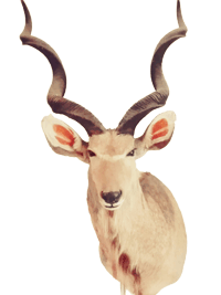 cafe kudu